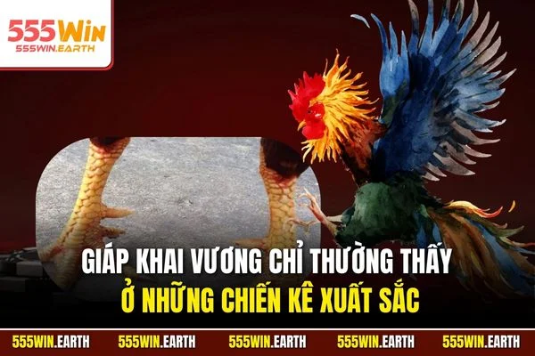 Giáp Khai Vương chỉ thường thấy ở những chiến kê xuất sắc
