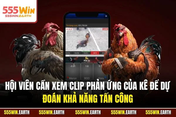 Hội viên cần xem clip phản ứng của kê để dự đoán khả năng tấn công