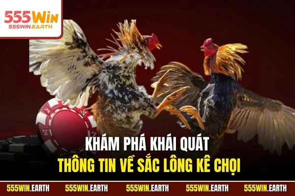Khám phá khái quát thông tin về sắc lông kê chọi