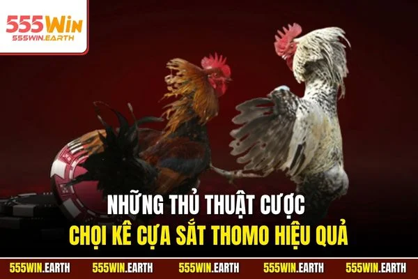 Những thủ thuật cược chọi kê cựa sắt Thomo hiệu quả